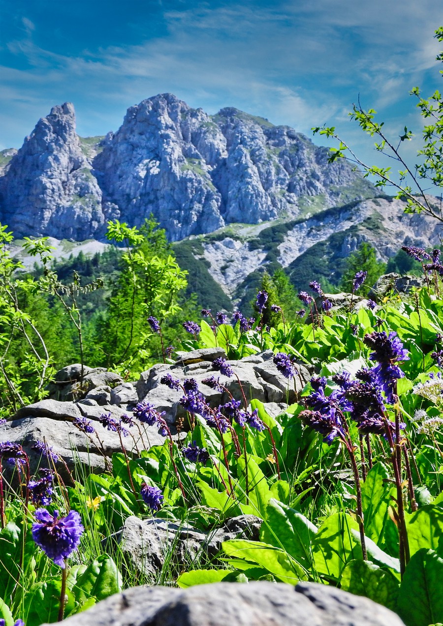 Hermann Verderber Hermann Verderber